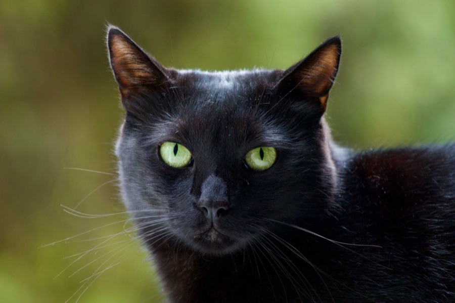 The original photo of the same black cat outdoors