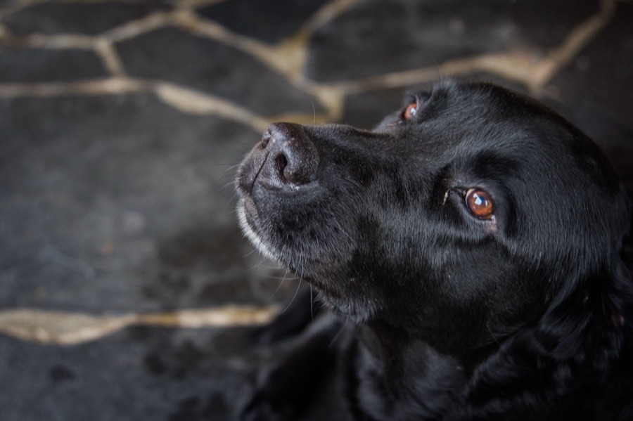 The original photo of the same black labrador
