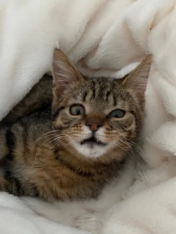 The phone photo of Cyber, a tabby cat with one round eye and one narrowed eye, curled in a white blanket