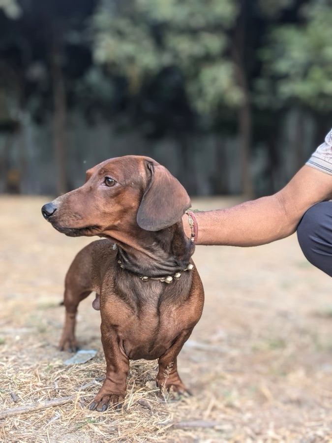 The original photo of the same dachshund