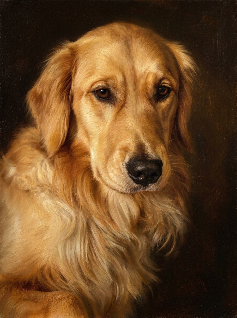 Oil portrait of a golden retriever, chest up, on a dark umber background under museum light