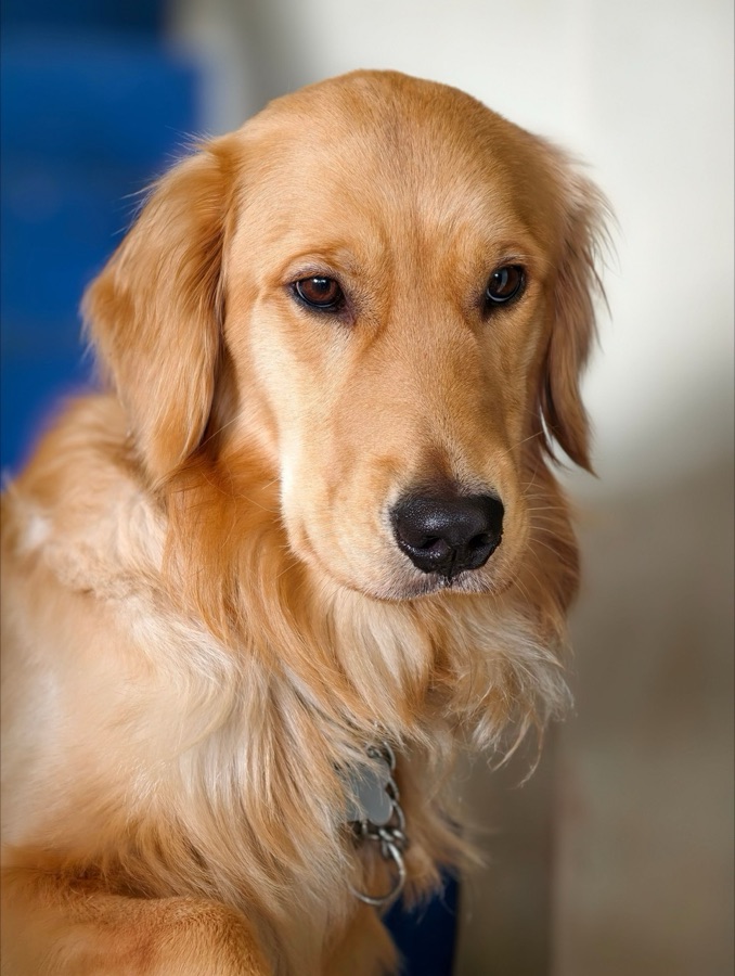 The original phone photo of the same golden retriever