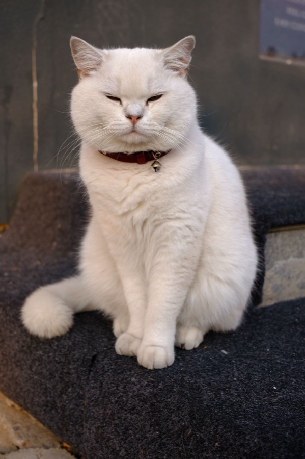 The original photo of the same white longhair cat