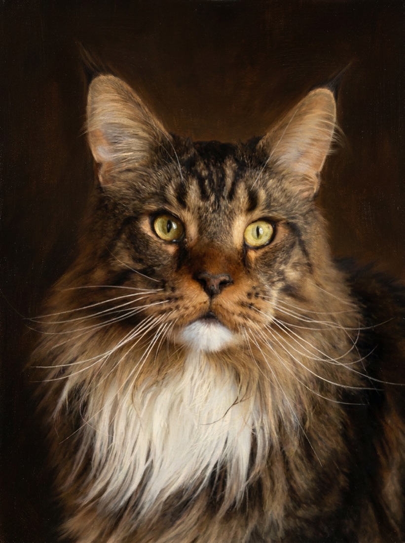 Oil portrait of a brown tabby maine coon with a magnificent ruff