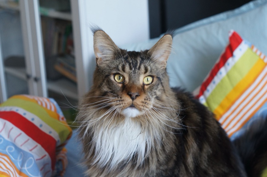 The original photo of the same maine coon