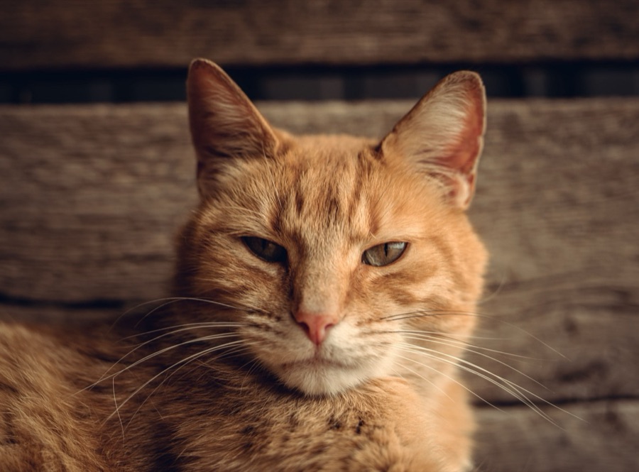 The original photo of the same orange tabby