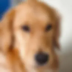 The same photo, blurred