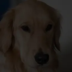 The same photo, much too dark