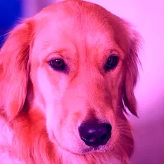 The same photo with a heavy pink colour filter