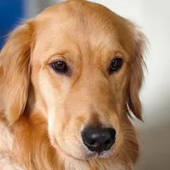 A sharp, bright photo of a golden retriever's face