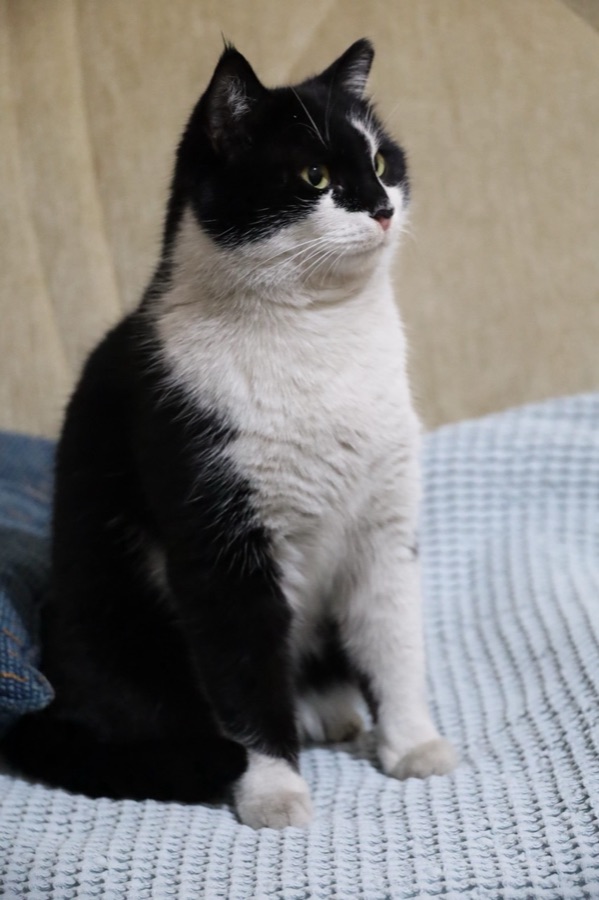 The original photo of the same tuxedo cat