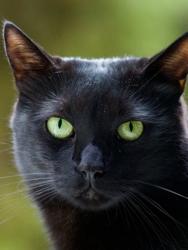 The original phone photo of the same black cat