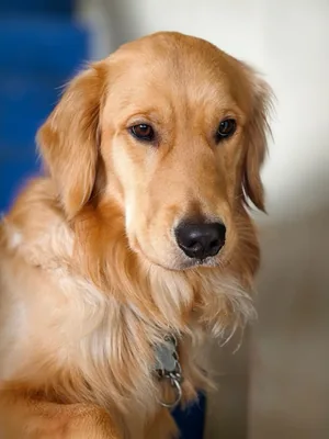 The original phone photo of the golden retriever